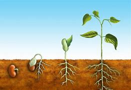 grow apart